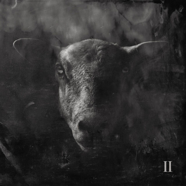 Black Sheep II