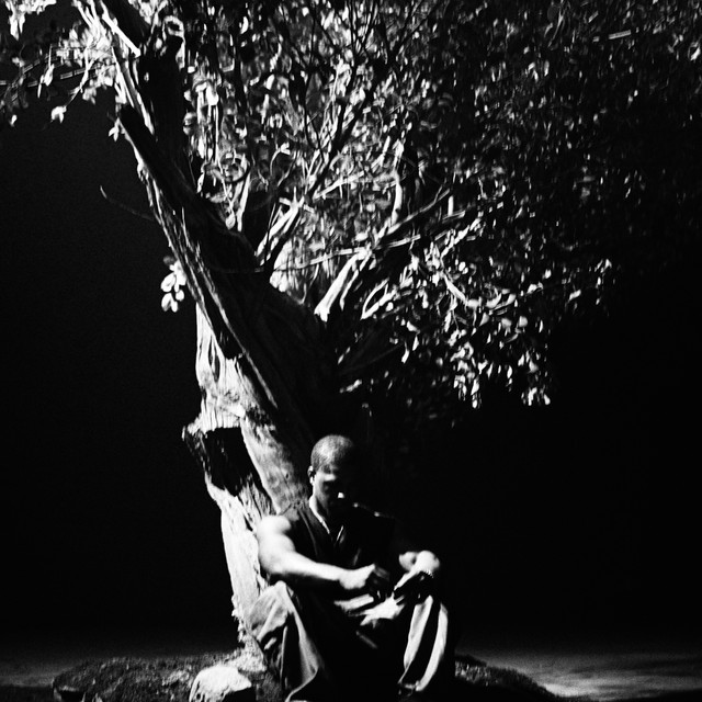 Sycamore Tree