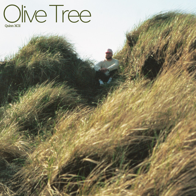 Olive Tree