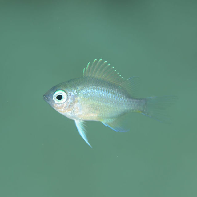 Fingerling